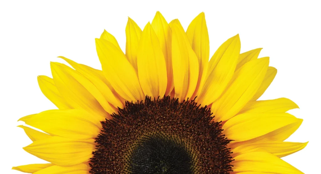 A single large sunflower